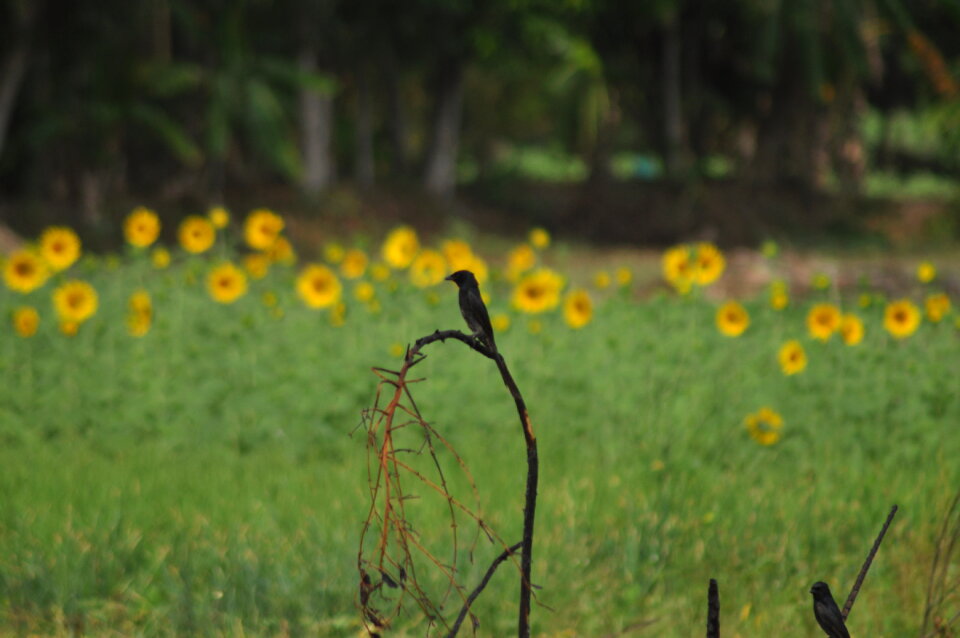 Bird In Sunflower Garden