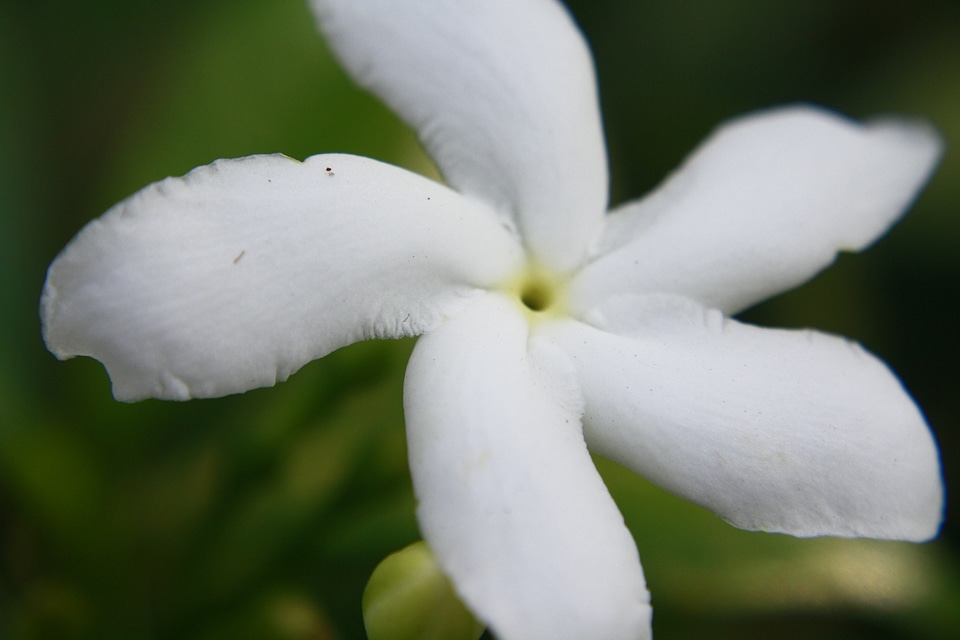 Crape Jasmine Flower White