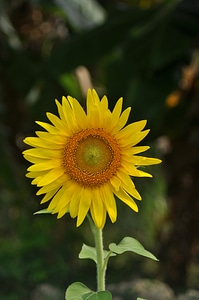 Sunflower photo