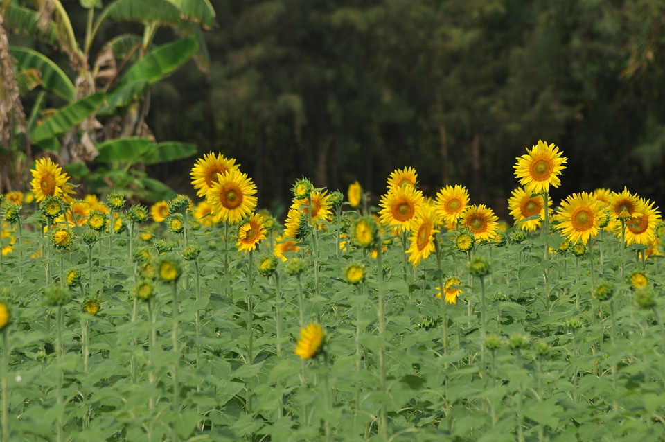 Sunflower Garden