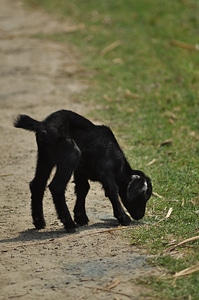 Baby Goat Grazing