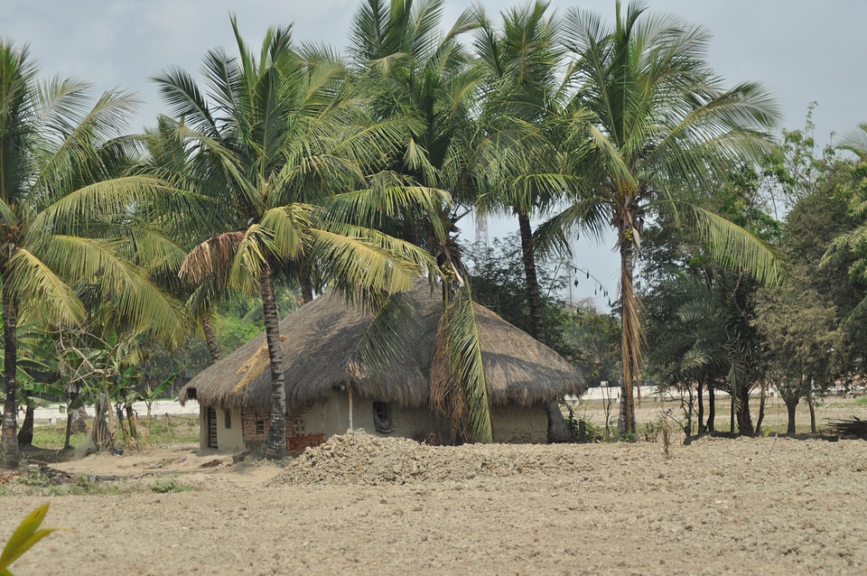 Hut Amid Coconut Trees