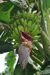 Banana Tree photo