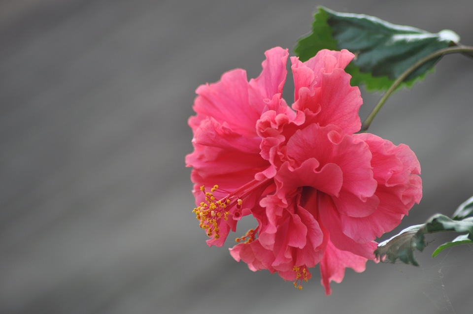 Pink Hibiscus Flower