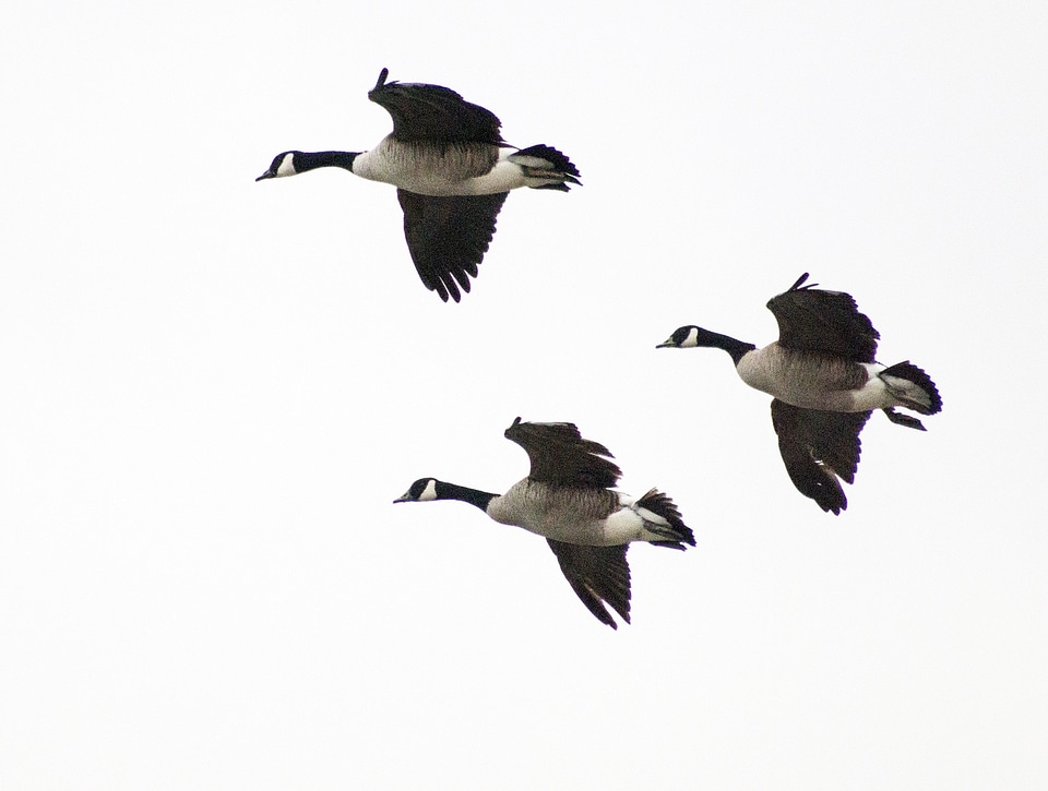 Waterfowl bird flight