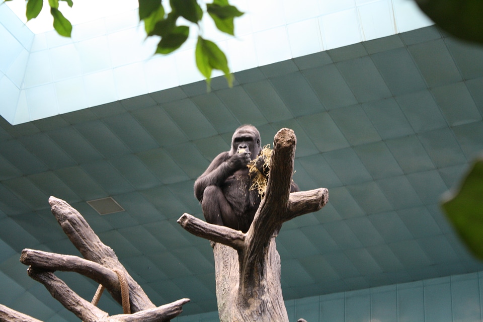 Gorilla Zoo Animals On Tree Branch