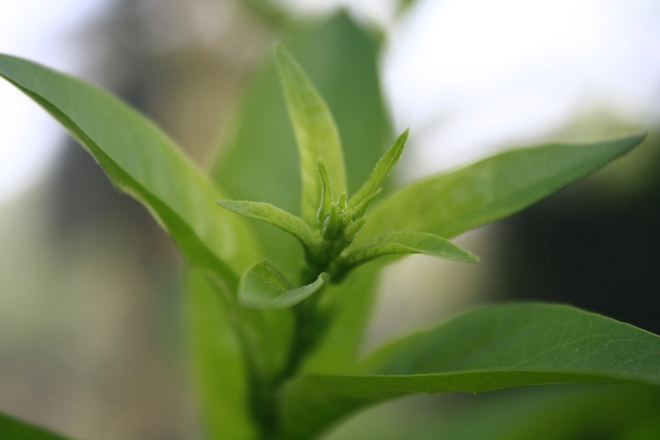 Grass Leaves Closeup