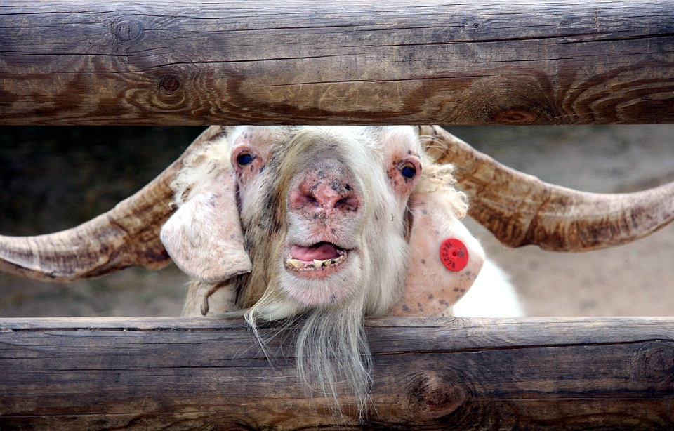 Mammal domestic livestock