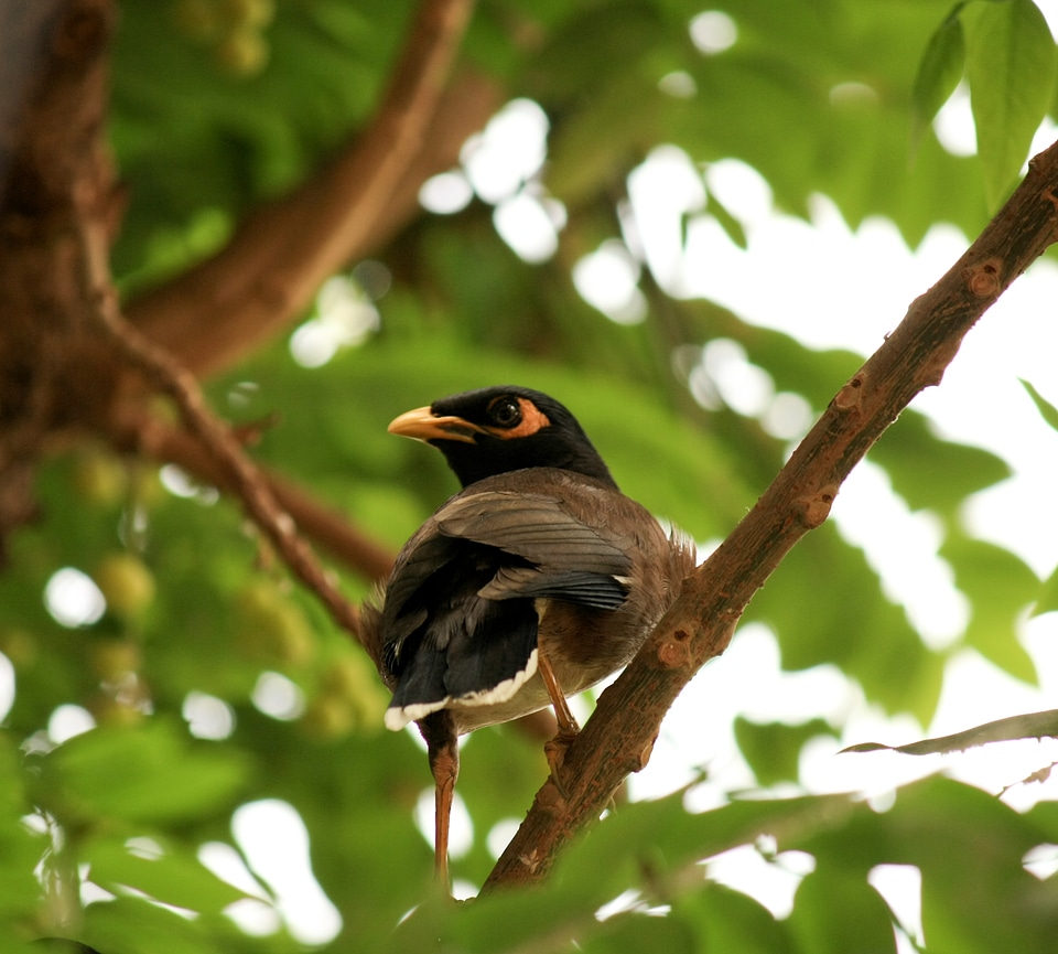 Myna Bird Beautiful