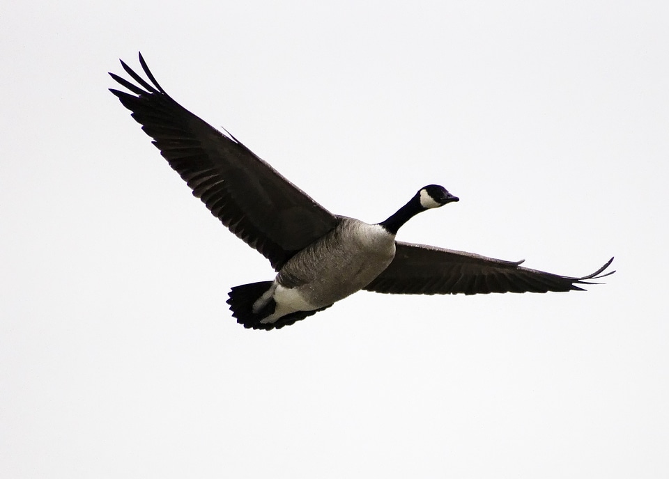 Waterfowl bird flight