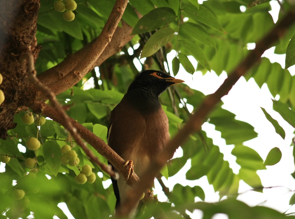 Myna Bird photo