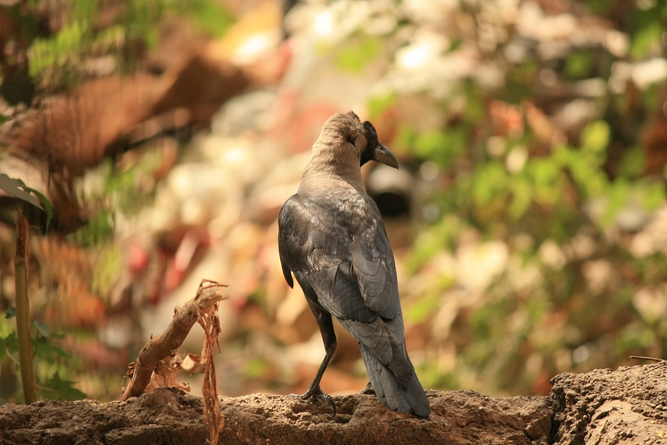 Black Crow