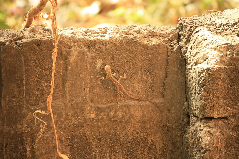 Creepy Crawly Lizard