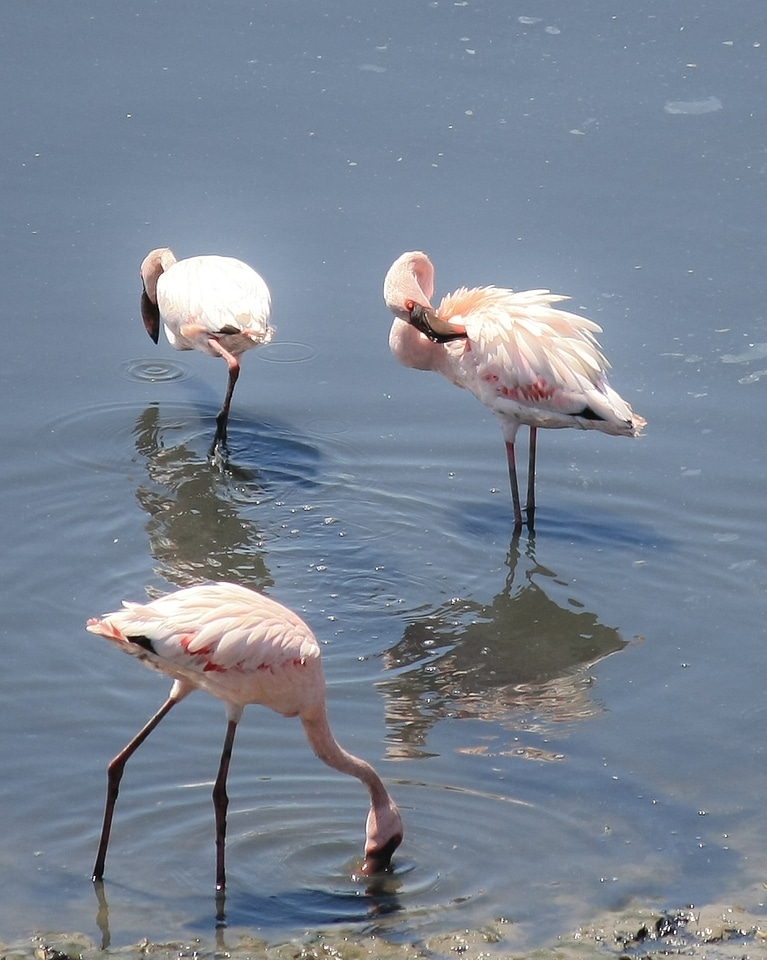 Flamingo Pink White Bird