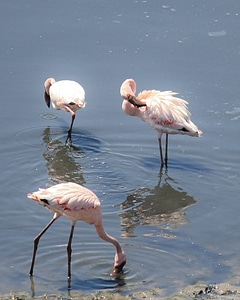 Flamingo Pink White Bird