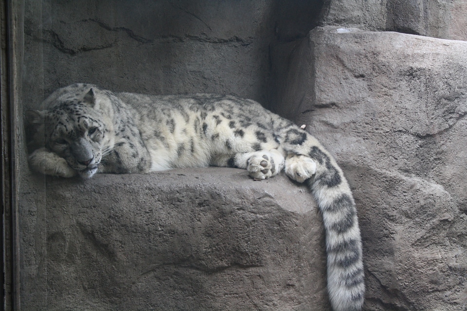 White Cheetah Wild Cat