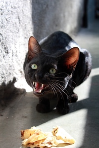 Angry Black Cat photo