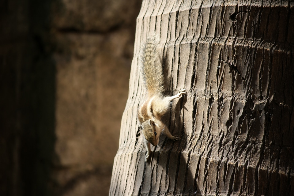 Squirrel Climbing Tree