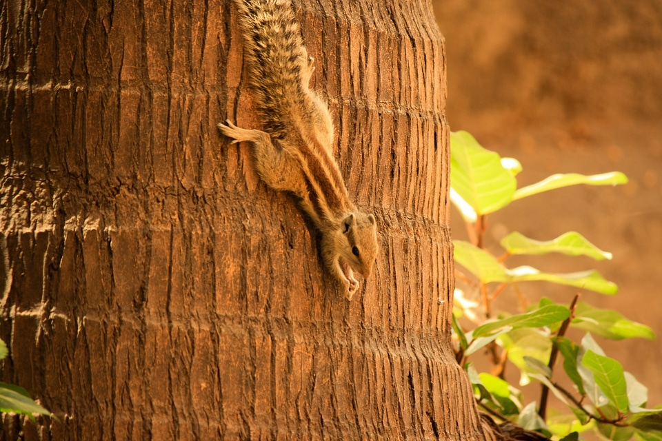 Squirrel Coconut Tree