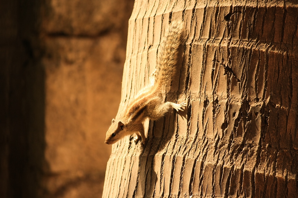 Squirrel Coconut Tree
