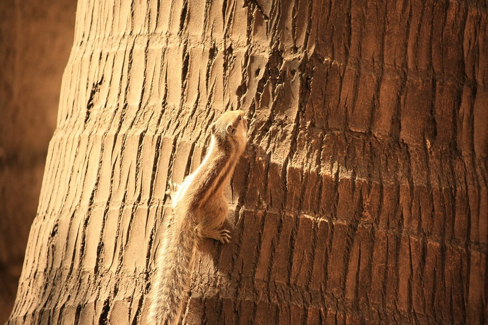 Squirrel Coconut Tree Go Up