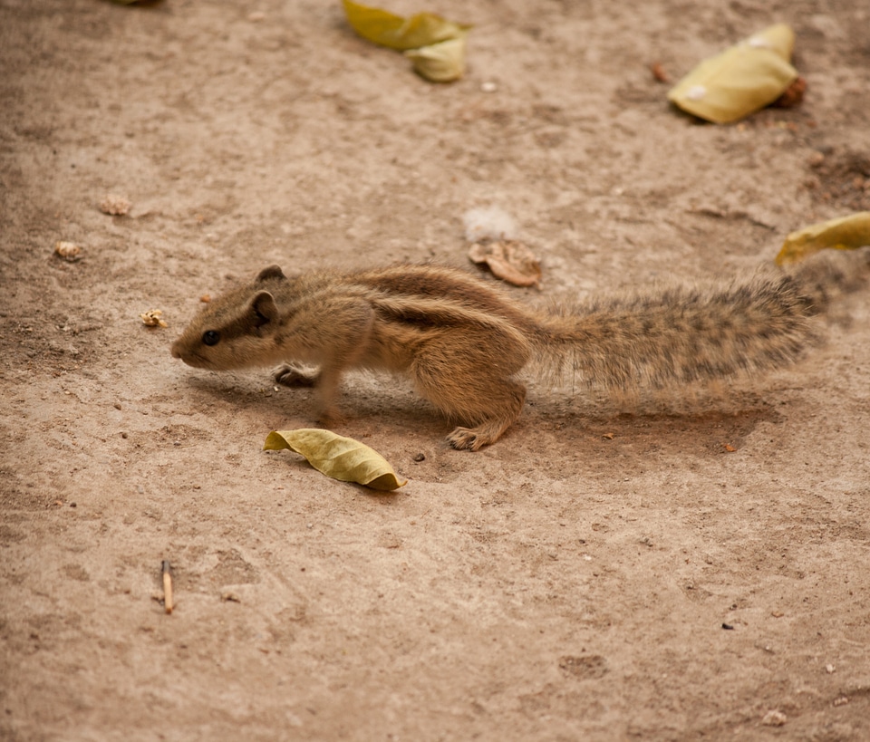 Squirrel Cutie Pie