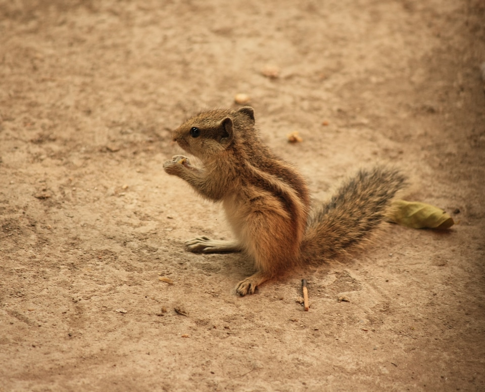 Squirrel Sitting Ground