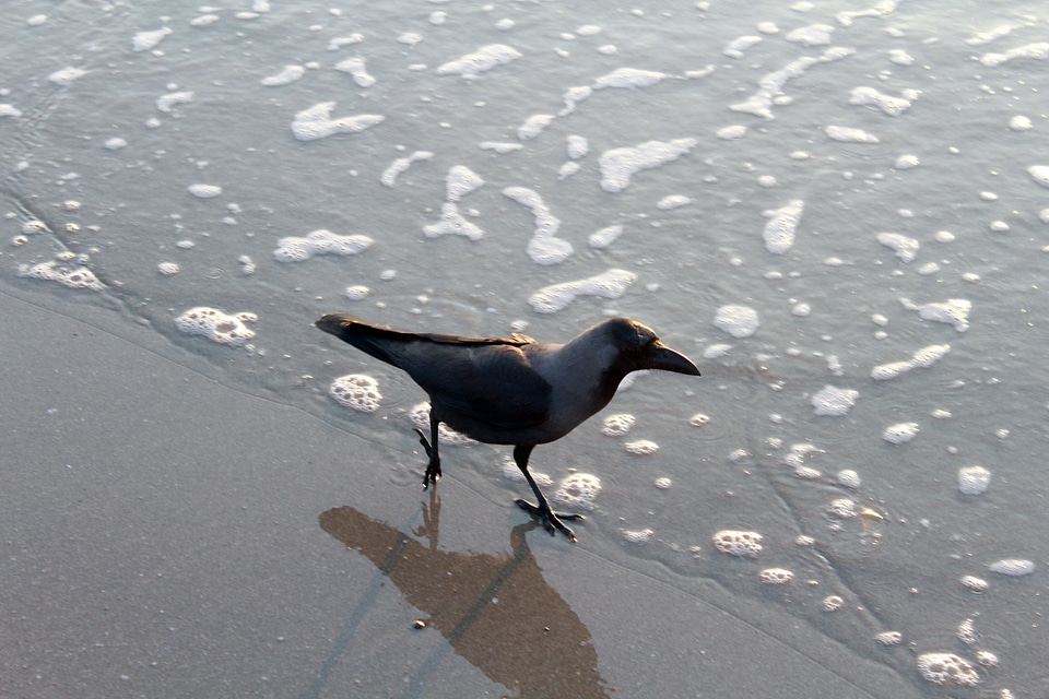 Black Crow Sea Wave