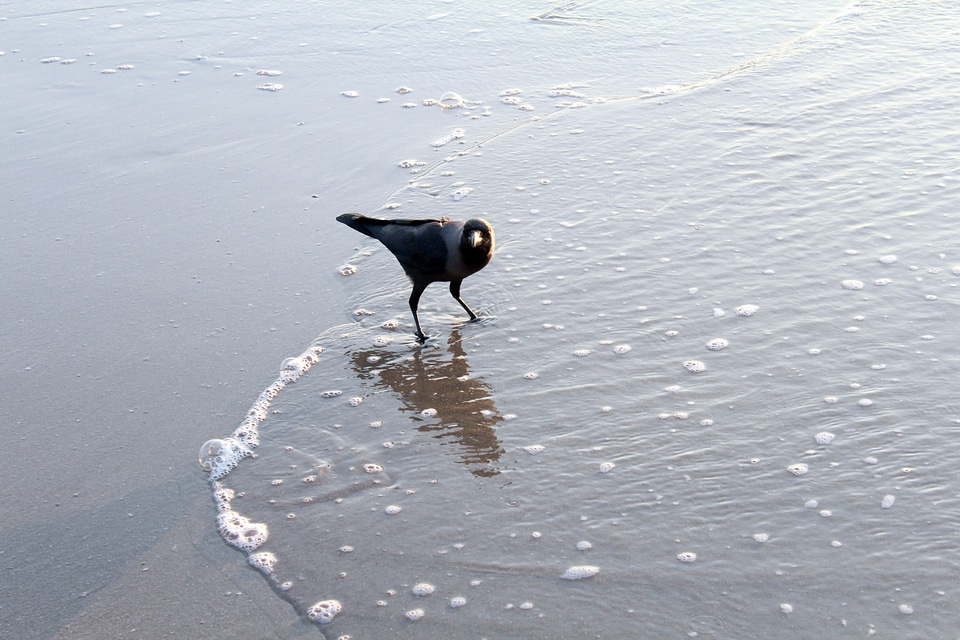 Crow In Beach Waves Water