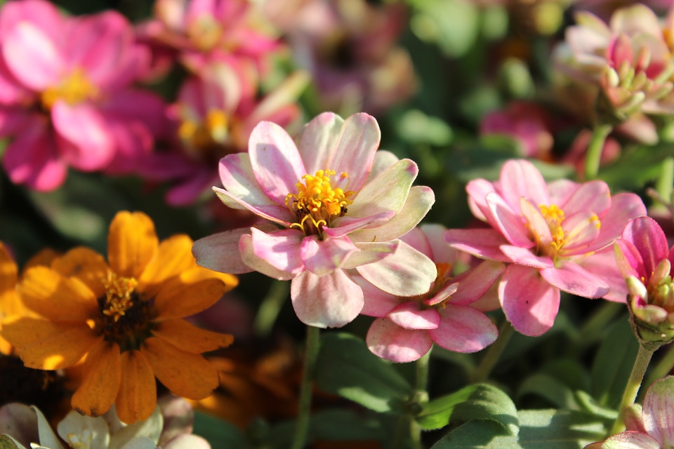 Flower Garden Beautiful