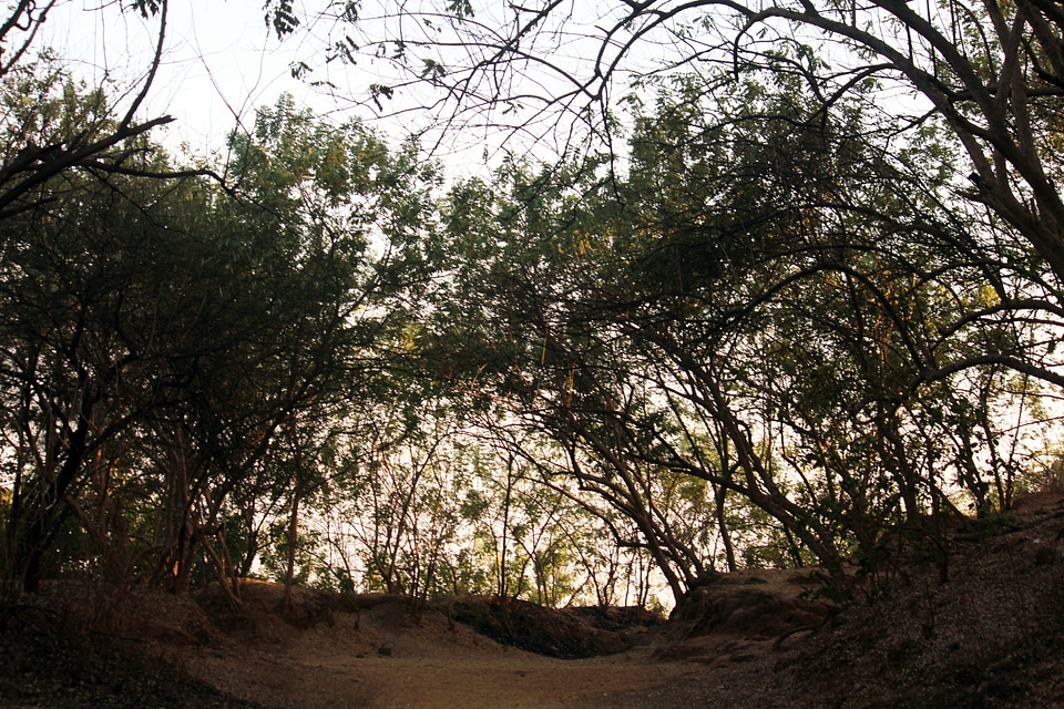 Trees Bushes Shrubs