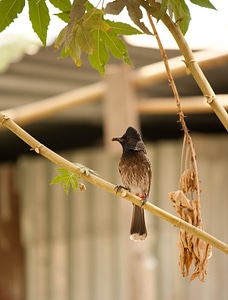 Bulbul Bird photo