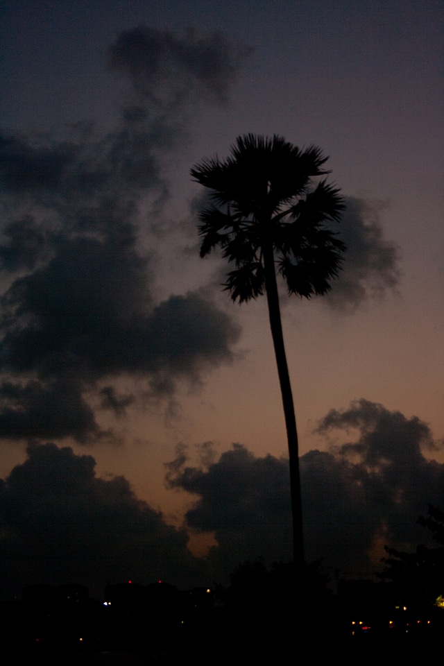 Coconut Tree Evening