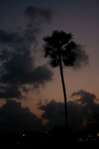 Coconut Tree Evening