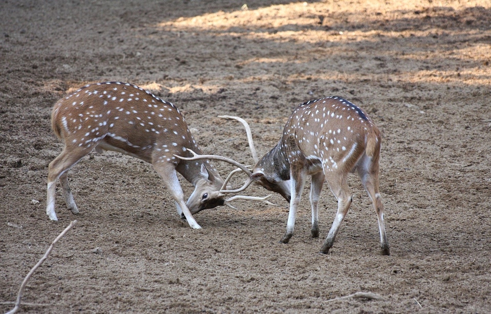 Wildlife mammal cute