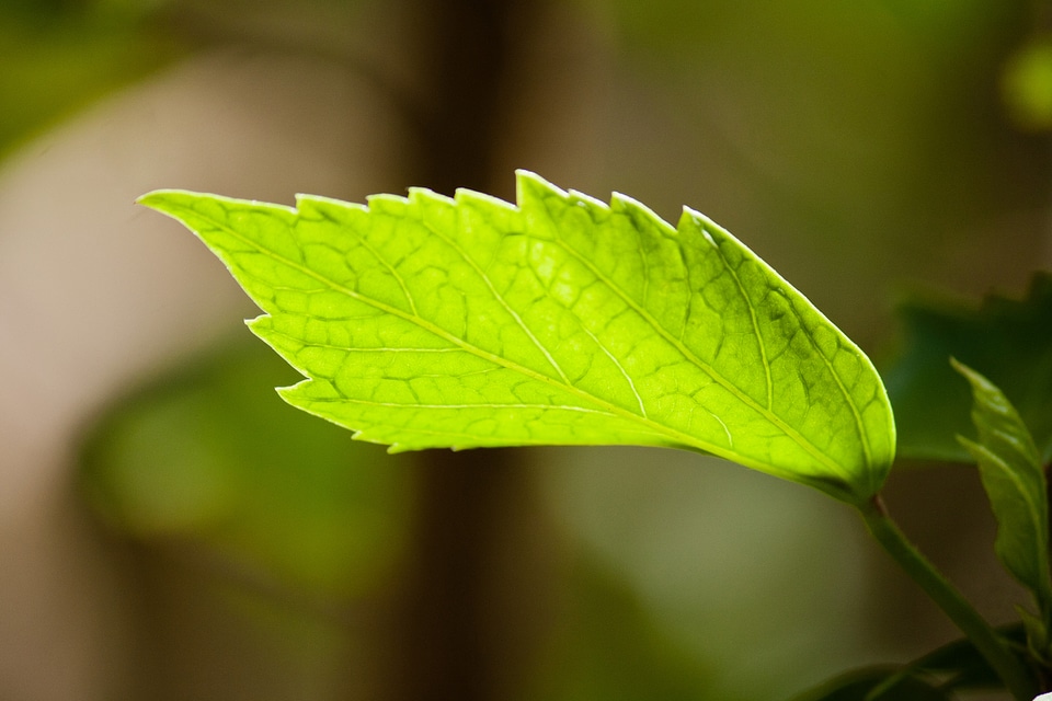 Beautiful Single Leaf