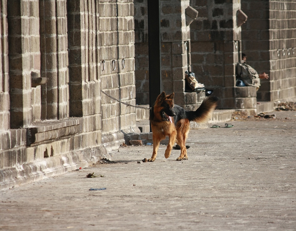 Dog German Shephard