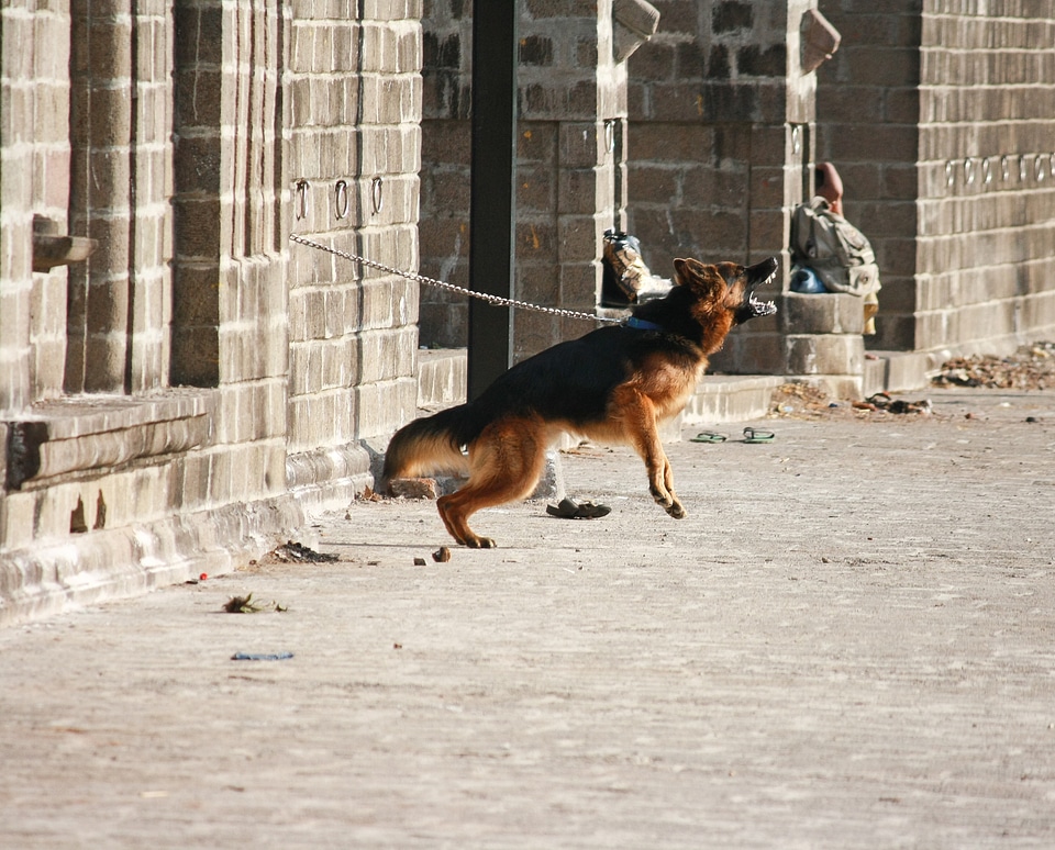Jumping German Shephard