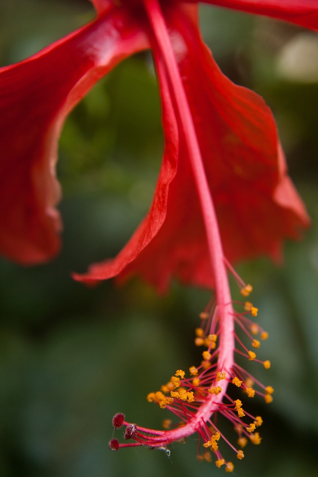 Hibiscus Petals