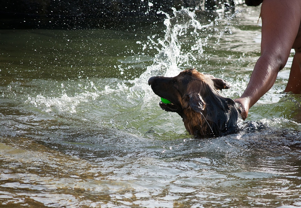 Man Dog In Water