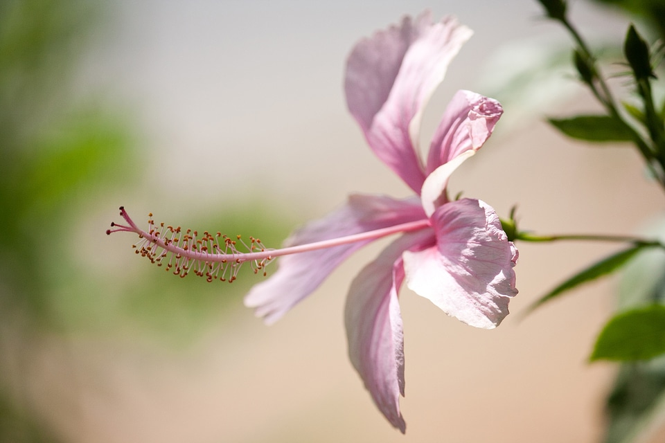 Pink Hibiscus Flower