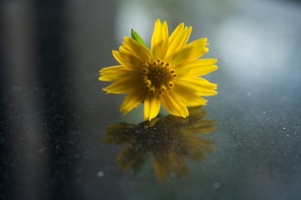 Beautiful Yellow Flower