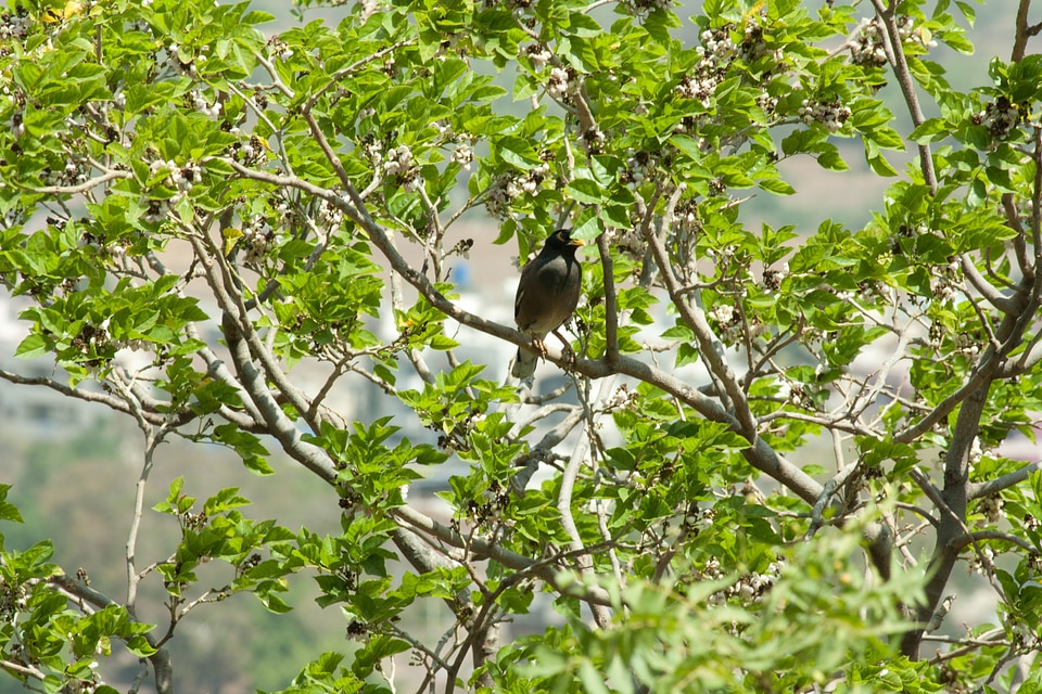 Bird Tree Branch photo