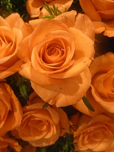 Orange Rose Portrait Bunch