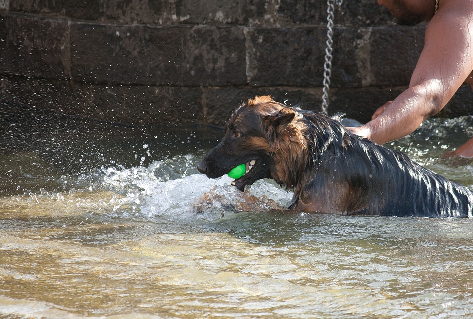 Dog With Owner Water