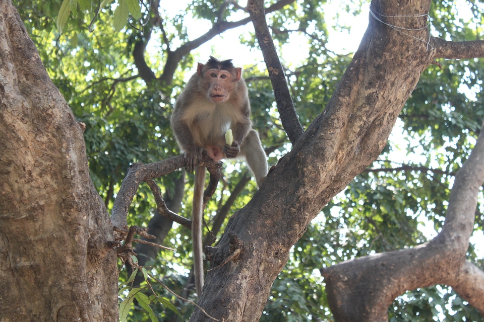 Monkey Eating Banana 2