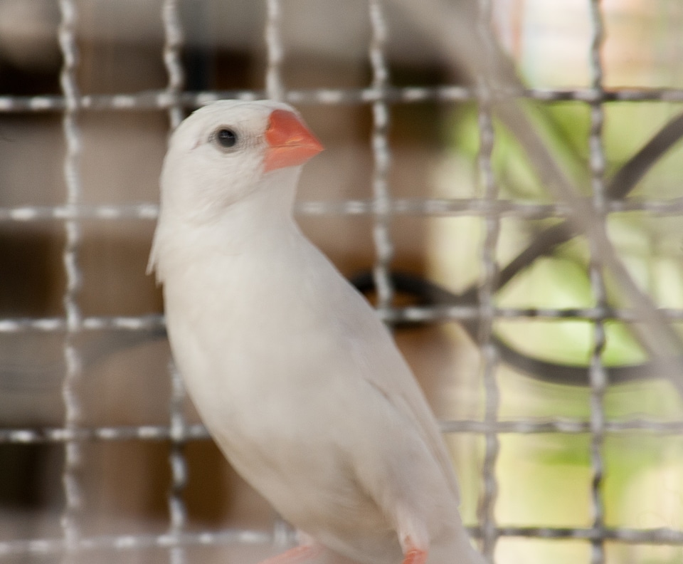 Beautiful White Bird
