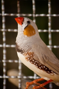 Beautiful Bird photo