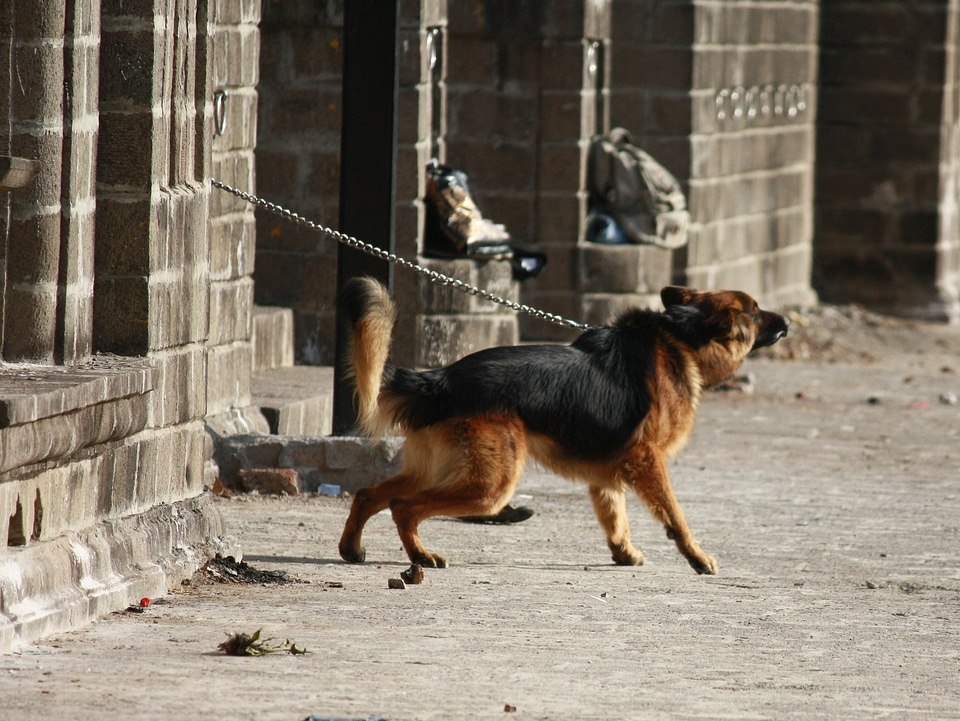 Chained Dog Barking