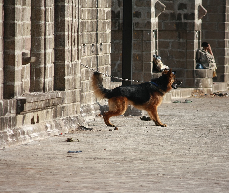 German Shephard Leashed